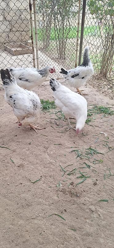 Животные: 4 eded 5 aylıq çolpa .çekisi 15001900 .Qiymet 4 ededi 50 manat — 5