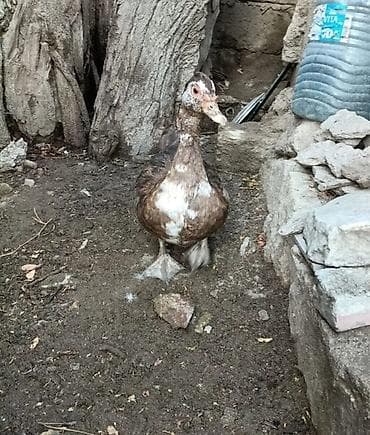 Dişi, | Lal ördək, Damazlıq lalafo.az -da Dişi, | Lal ördək, Damazlıq