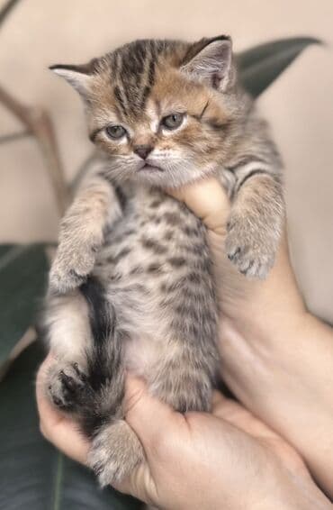 kirpi heyvan: Şotland — 9