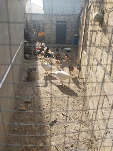 çoban iti satılır: 2 eded qaz satlr 30 manat 1 xoruz 1 fere gence erazzsi catdrmax olar — 2