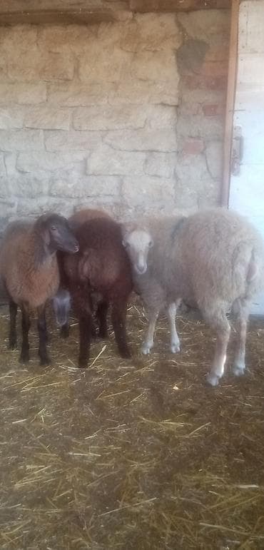 erkey quzu: Salam qurbanlıq kök erkek quzular real alıcılar zeng vursun tek tekde — 3