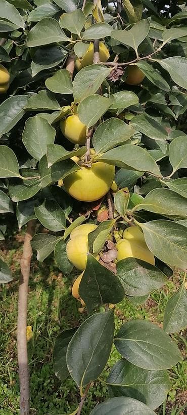 qresde satilan evler: 11 sot, Tikinti, Mülkiyyətçi, Kupça (Çıxarış) — 10