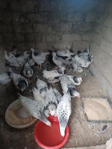 toyuq yumurtaliq: Serebrist becəsi heyətdə boyub 3 ay 25 günlük di tam sağlam di 30 ədəd — 5