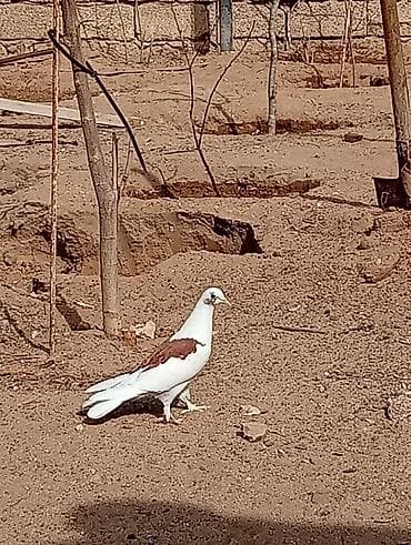 qefes satisi: Kəvən baladi satılır real alıcılar əlaqə saxlasin — 7