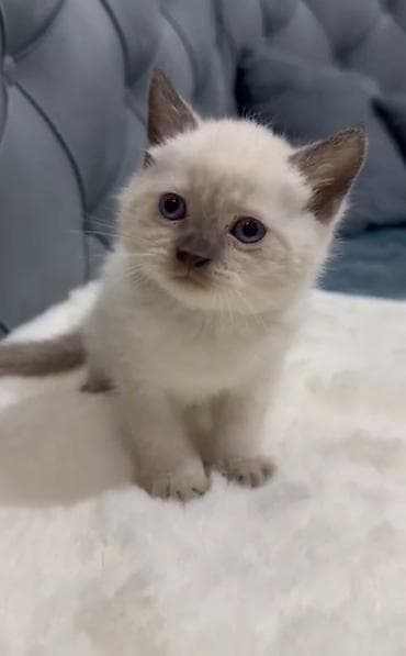 ucuz pişik: Siam, Erkək, Dişi — 1