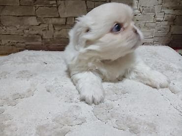 balaca ağ itlər: Pekines, 2 ay, Erkek, Peyvəndli — 1