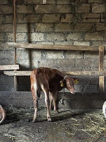 quzu satılır: Təmiz erkək anqus dana satılır. 2 ayın içindədir. Süni mayalanmadan — 8