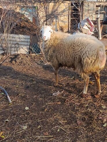 cins xoruz harda banlayar: Damazlıq erkek — 1