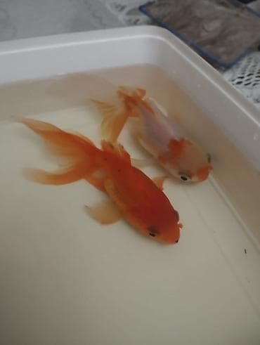 Gəmiricilər: Salam hazir bala veren iri olculu,papaqli arandalar satilir. Olcusu 15 — 2