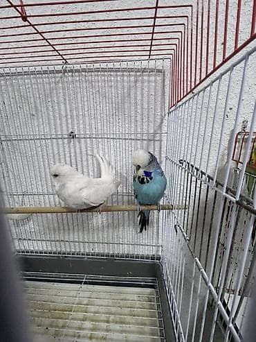 Salam.
Çex Papuqaylar satılır,içlərində hazır cütdə var — 5