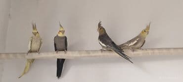 quş şekilleri: Koreya tutuquşları – müxtəlif rəng - Növlər: Korella tutuquşları - — 2