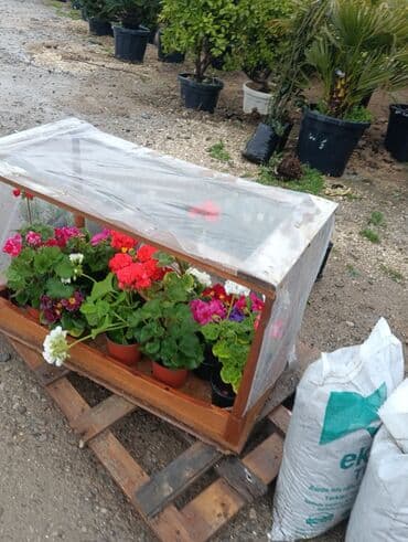 perlit qiyməti: Gul cicek agaclar qazonlasrlma torf gubresi,perlit,torpaq,peyin — 10