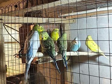 купить хамелеона в баку: Məhəbbət quşları 1Ədəd 10Azn — 2