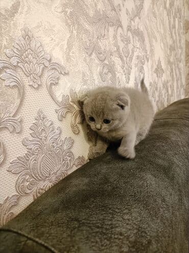 ag pisik: Şotland, Erkək, Dişi, Ödənişli çatdırılma — 7