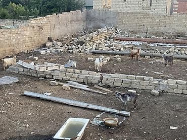 bala at: Satılır – yerli cins keçilər sürüsü - Şəkillərdə olan tam sürü — 1