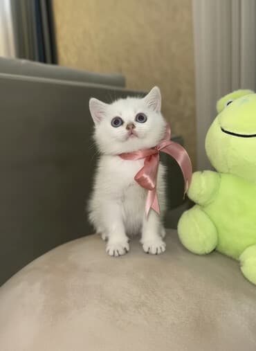 pişik latok: Britan, Erkək, Dişi, Pulsuz çatdırılma — 2