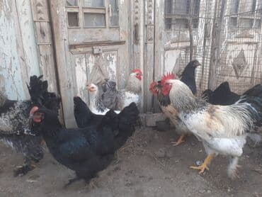 heyreti xoruz: Xoruz 35 azn .ceki 2kg. 700 gr. 055 880 85 29 — 2