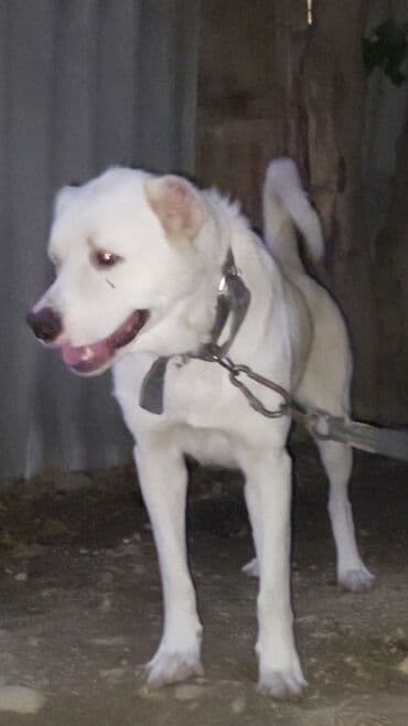 itler bala: 2.5 yaş 1 dəfə doğub 8 bala böyüdüb, sağlam heyvandır — 3