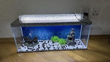akvarium gəncə: Dördbucaq akvarium, Boş, 42 l, Ödənişli çatdırılma — 1