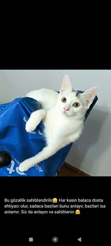 qısatüklü ingilis pişiyi: Türk anqora, Dişi, Yaxşı əllərə, Ünvandan götürmə — 10