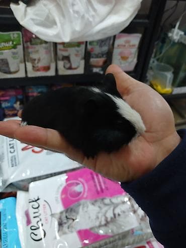 qaz satilir: Dəniz donuz( marskoy svinka) balaları satılır. Ailə mühitinə — 5