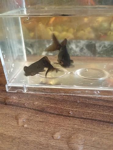 Teleskop balığı, Sülhsevər