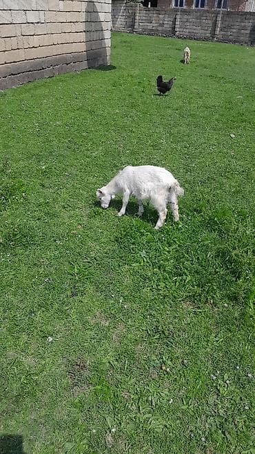 Boz, açıq sarı və ağ rəngli cavan oğlaqlar satılır. Xüsusiyyətlər: -