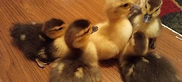 dəvə quşu: 1lavanda 4macar balası. 8Günlükdu.mayalanib vitaminləri verilib.Hamisi — 2