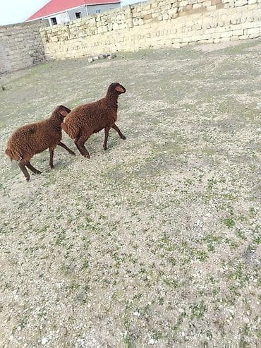 Другие с/х животные: Bir erkek bir dişi Qala quzusu cütü 550 manata tək satilmir .qiymət — 5