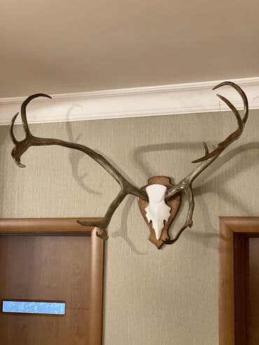 monqolustan quzu əti: Maral buynuzu, оленьи рога — 4