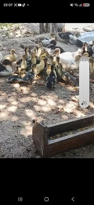 inek alım satım: Başlıq: Fərə ördəklər macar krasnadar bide macar qara zümrüdü bala — 5