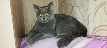 pişik cinsləri: Şotland, Erkək — 4