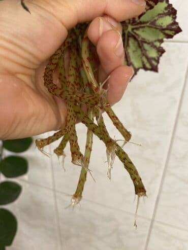 diffenbaxiya gülü haqqında məlumat: Bu begoniya bitkisi yaşıl və tünd yaşıl ləkələrlə bəzədilmiş geniş — 7