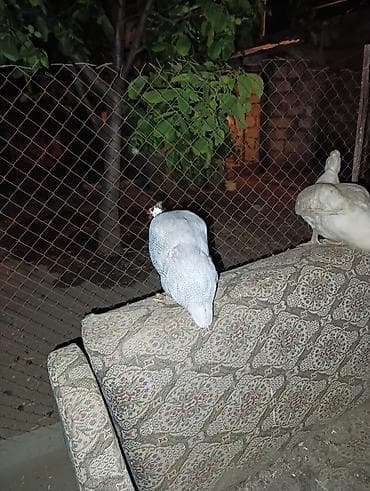 ağ kəklik: Toyuq, Damazlıq, Ödənişli çatdırılma — 2