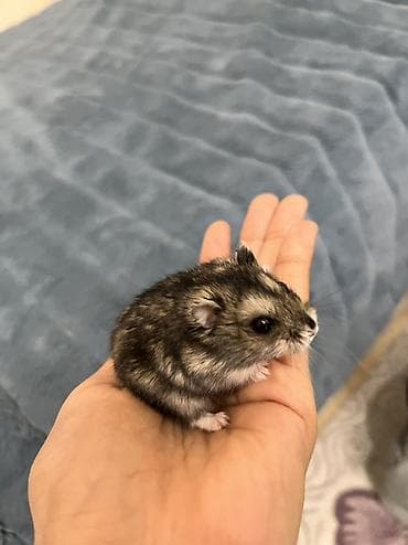 baliq satilir: Hamster

-Gəfəsinən biryerdə satılır 
Əldə oynamağ olur diştəyən deyil — 2