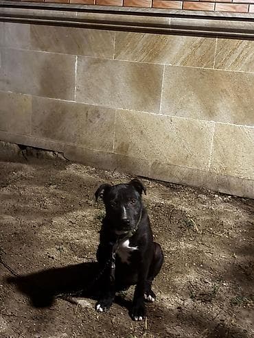Pitbul, 5 ay, Dişi, Ünvandan götürmə