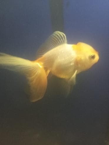 Gəmiricilər: Salam hazir bala veren iri olculu,papaqli arandalar satilir. Olcusu 15 — 7