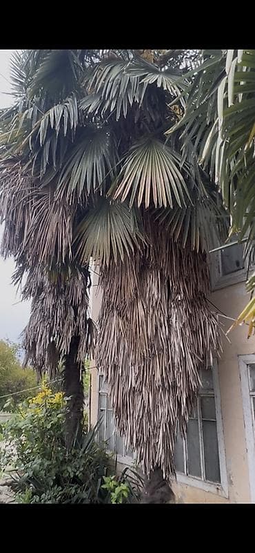 kepenek sekilleri: 1 ededin 200 deyirem. Kim ne verir teklif elesin Məhsul: Hündür — 2