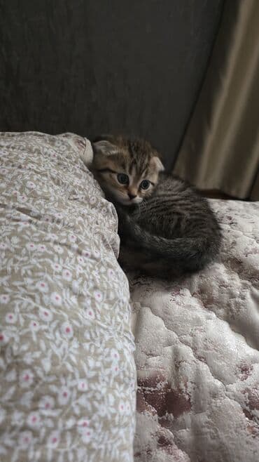 кошки в добрые руки баку: Кошки — 2