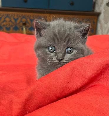 tuklu pişik: Britan — 3