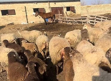 Dişi, il: 1, Damazlıq, Pulsuz çatdırılma lalafo.az -da Dişi, il: 1, Damazlıq, Pulsuz çatdırılma