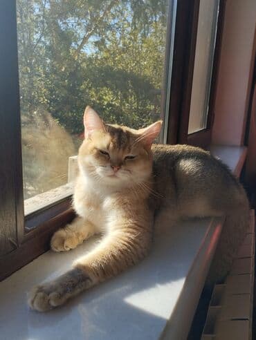 1 azn pişik: Qızıl şinşilla, Erkək, Cütləşmə üçün — 3