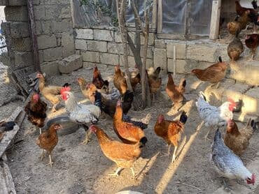 cins göyərçinlər: Toyuq, Damazlıq — 1