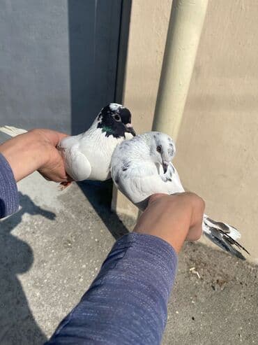 fireng qusu: Göyərçin satılır. 2 denedir. Sağlam. 1 ədədi 20 manat. Dişi, mayadir — 2