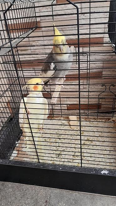 karella quş: Nimfa (cockatiel) cütlüyü və qəfəs - Növ: Nimfa (Nymphicus — 3