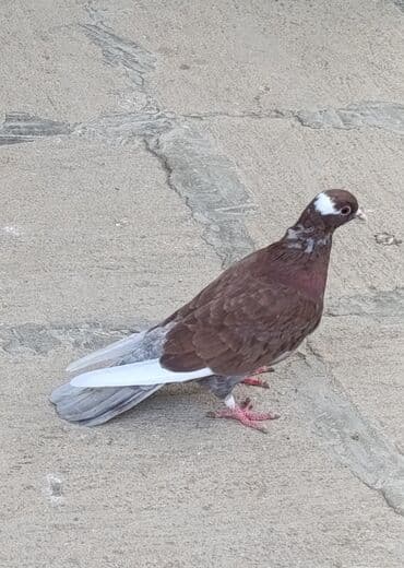 ağ goyərcin: Tutulma quşlar satılır. Hamısı birlikdə 25 manat — 7