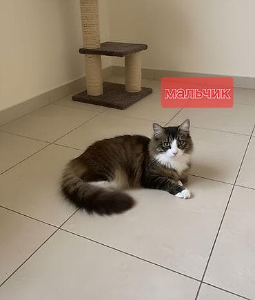 etibarli ellere pisik verirem: Erkək, Yaxşı əllərə — 1