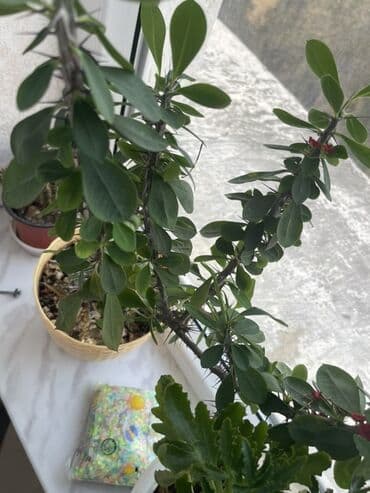 Ev bitkiləri dəsti - Tikanlı sütun gövdəli Euphorbia milii (Crown of