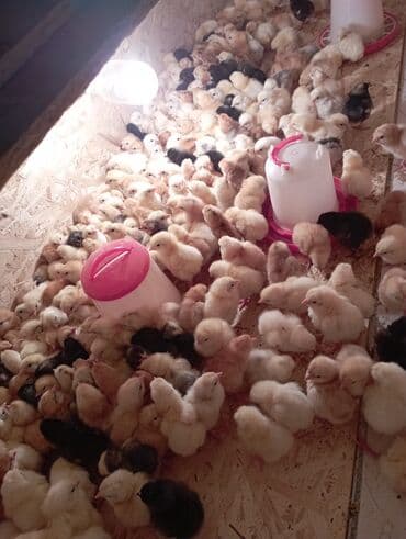 heyratı cücəsi: Toyuq cücələri, Ətlik, Ödənişli çatdırılma — 2