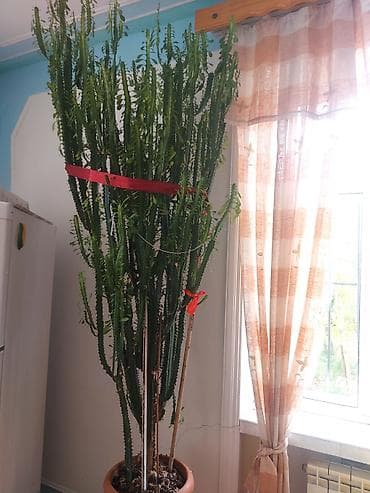 Böyük ölçülü otaq kaktusu – Euphorbia trigona (Afrika süd otu) -